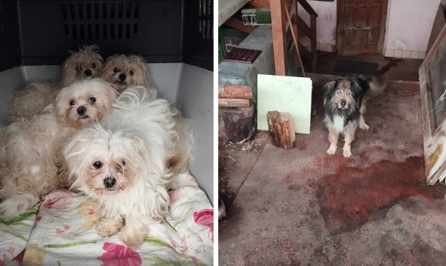 Towarzystwo Opieki nad Zwierzętami Oddział w Szczecinie przy wsparciu policji odebrało i zabezpieczyło 15 psów z pseudohodowli