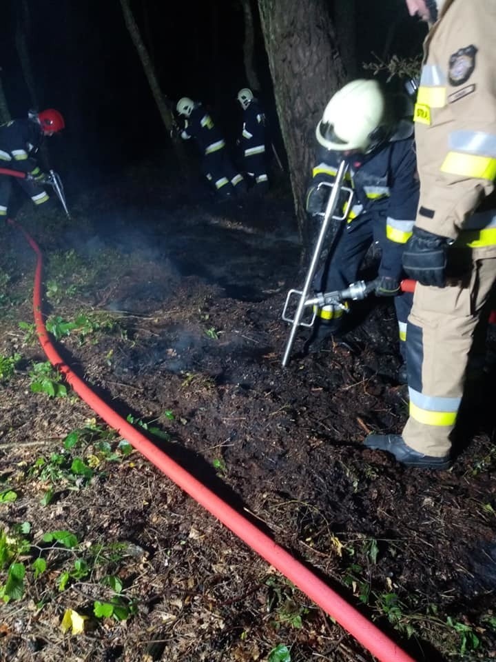 Pożar torfowiska w lesie. Strażacy z Gościna w akcji