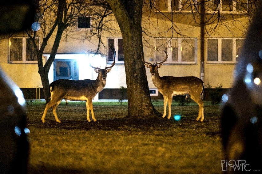 Wybór najlepszych fotografii Piotra Litwica.