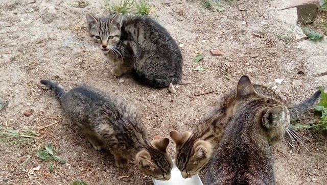 Kocia mama ze swoimi dziećmi od kilku miesięcy przychodzi na podwórko do pani Rozalii. Sama ich obecność kobiecie nie przeszkadza, ale jeden z nich wygląda na chorego...
