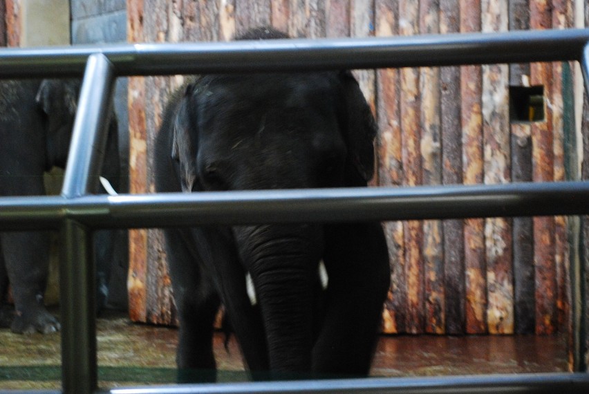 Scott i Ned to nowe słonie w chorzowskim zoo