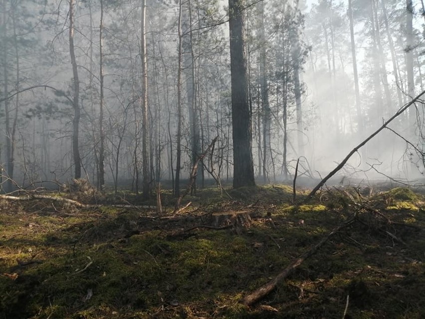 Zdaniem strażaków pożar lasu to najprawdopodobniej „efekt...