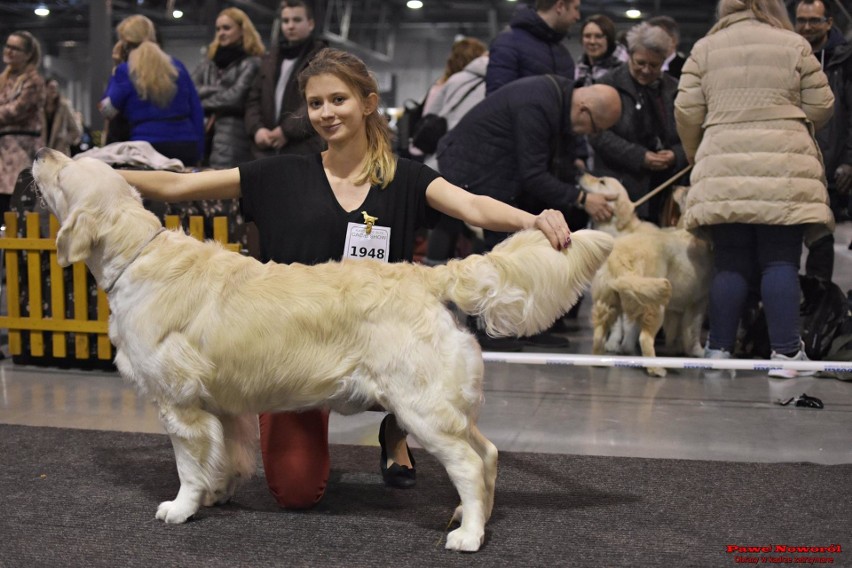 Międzynarodowa Wystawa Psów Rasowych CACIB Katowice 2019 w...