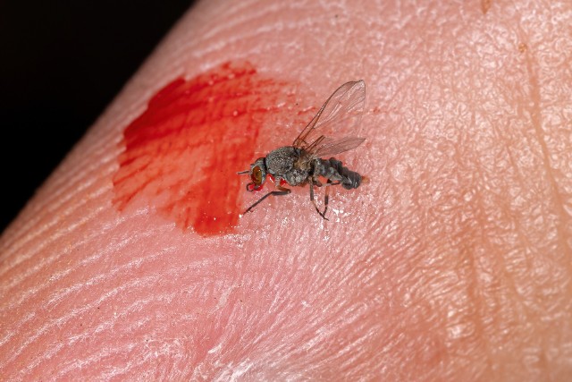Meszki piją krew jak komary, jednak skutki ich ugryzienia mogą skutkować miejscową infekcją skóry, która nie da się wyleczyć nawet przez lata i pozostawia po sobie ubytek tkanki.