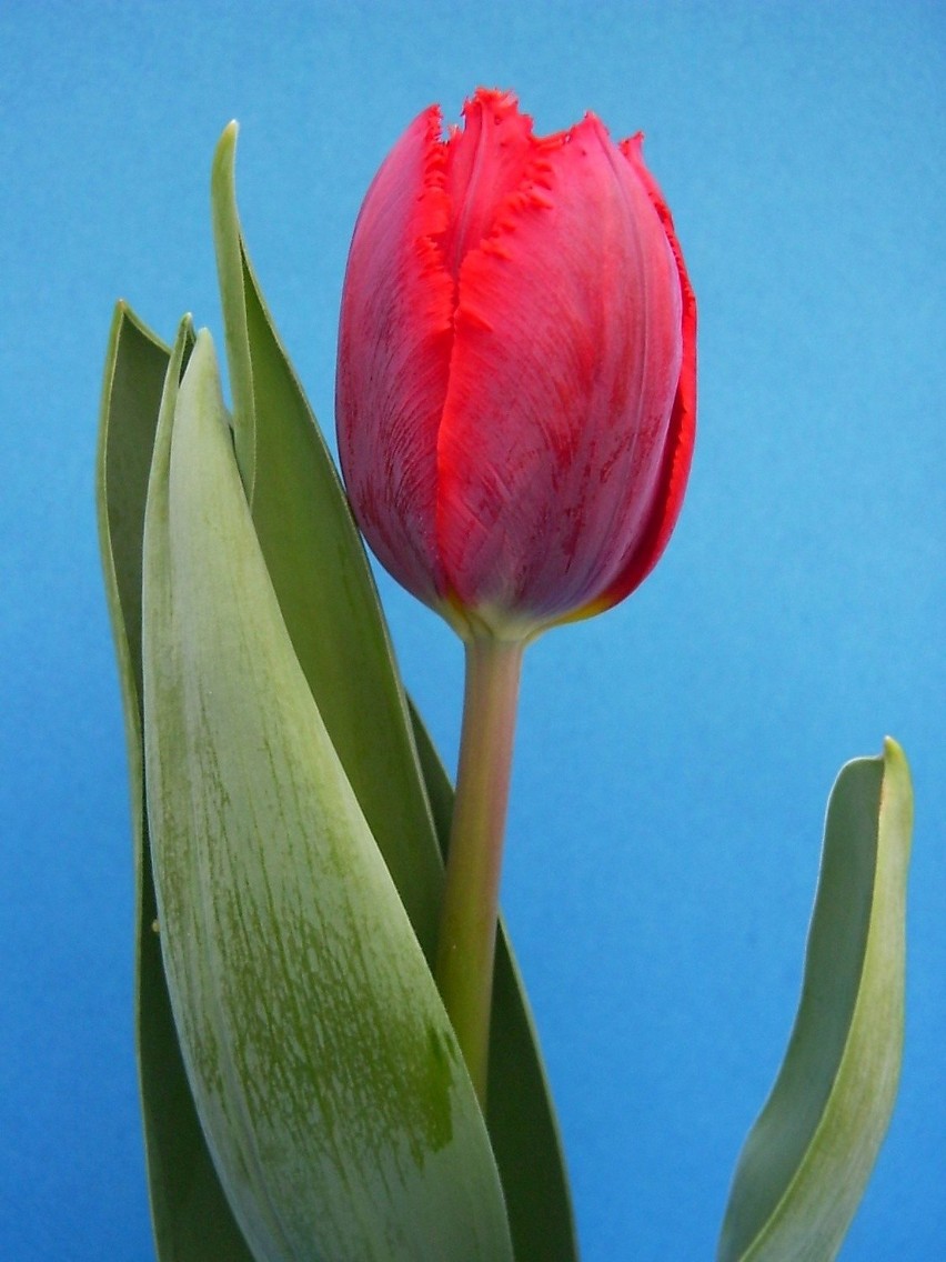 Tulipan to kolejny kwiat, który warto podarować ukochanej...