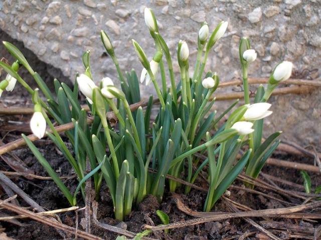 Pierwsze oznaki wiosny