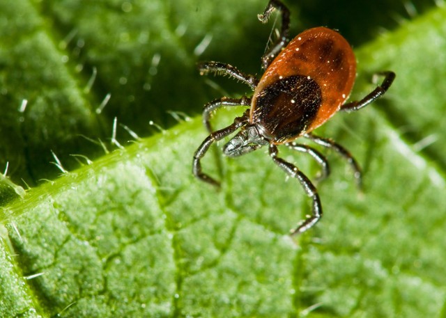 Plaga boreliozy dotarła na Pomorze. Sanepid odnotował tylko w  pierwszym kwartale aż 129 przypadków tej groźnej choroby