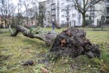 Uwaga na silny wiatr! Meteorolodzy ostrzegają mieszkańców południowej części Podkarpacia