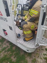 Pies akrobata gonił kota i wszedł na wysokie drzewo. Nietypowa interwencja strażaków w Wielkopolsce