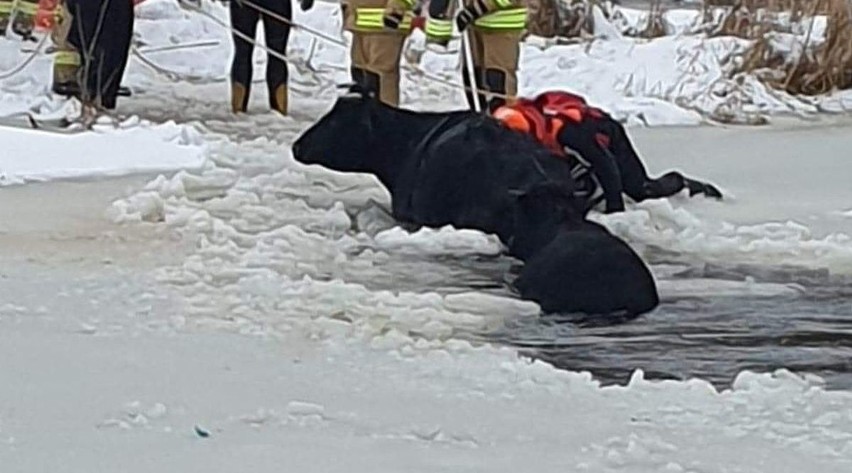 Suraż. Pod krowami załamał się lód na rzece Narew. Musieli ratować je strażacy [ZDJĘCIA]