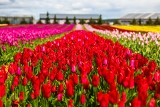 Pędźcie pod Sieraków. W Chrzypsku Wielkim kwitną miliony tulipanów. Zobaczcie!