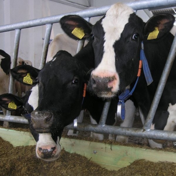 Świeże mleko prosto od krowy jest pasteryzowane
