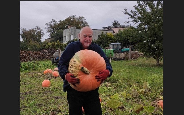 Pan Andrzej na swojej działce co roku uprawia wiele warzyw i ma do tego dobrą rękę. W tym roku wyhodował olbrzymią dynię, która waży prawie 40 kilogramów.