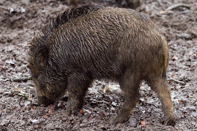 W kraju wykryto 17 ognisk i 108 przypadków u dzików