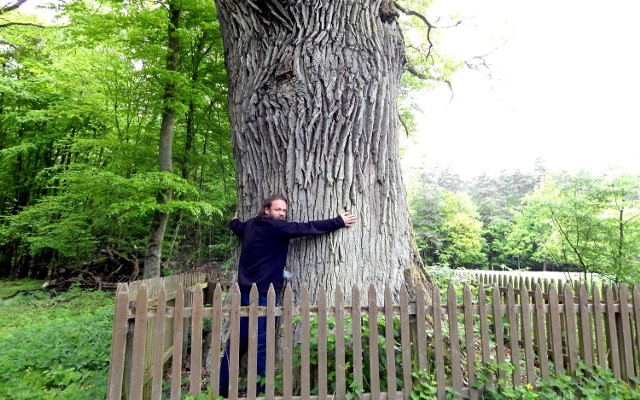 Dąb Sobieski to kolejna perełka lubuskich szlaków. Ma 620 cm w obwodzie