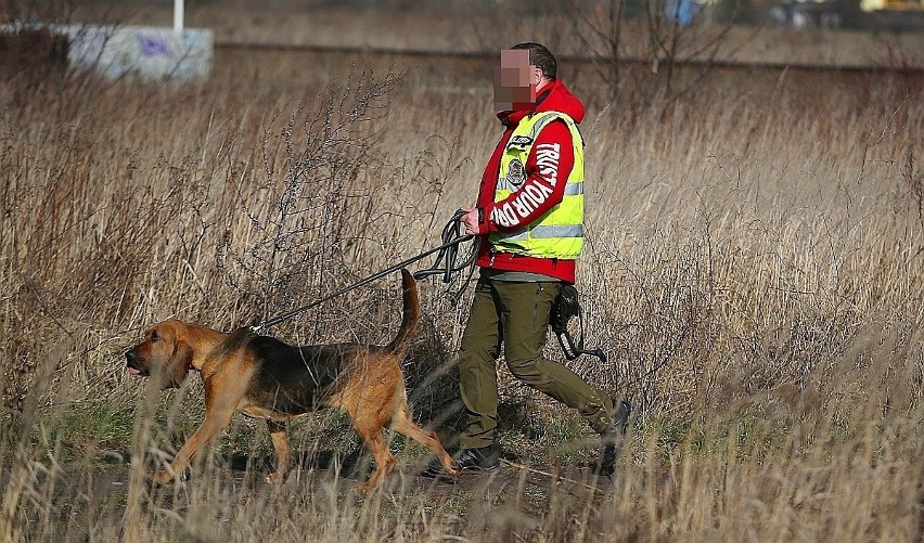 Specjalny pies tropiący rasy bloodhound, którego ściągnięto...