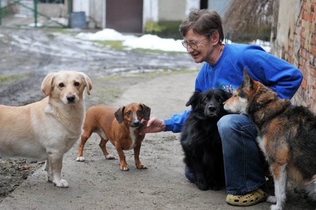 Sołtyska Głogusza Krystyna Smagło należy do osób, które ostatnio adoptowały psa. Jak się okazuje niejednego. Gdy zajeżdżamy do jej zagrody z miejsca opadają nas cztery czworonogi. 