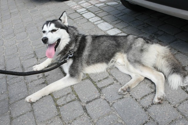 Błąkający się po ul. Wojska Polskiego w Słupski pies ma wybite biodro i kuleje na lewą nogę.
