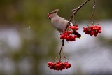 Zimowe liczenie ptaków w na Kujawach i Pomorzu. Takie ptaki żyją w naszym regionie