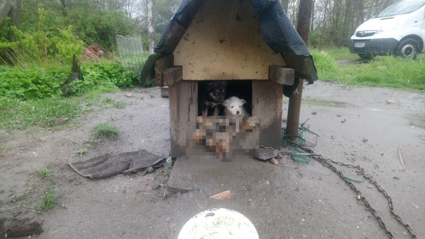 W niedzielę 2 maja na OTOZ Animals - Schronisko Zielona Góra...