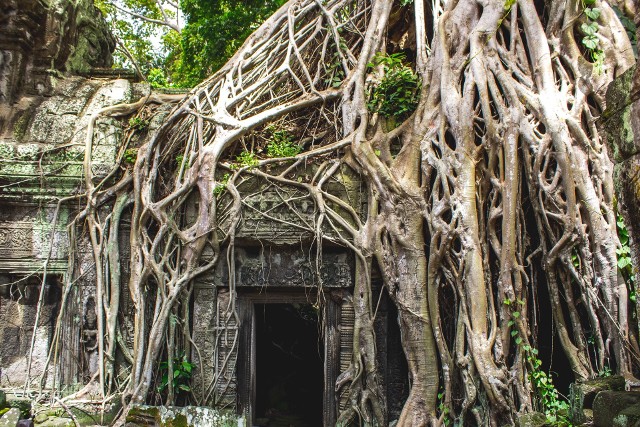 Rozległy kompleks świątynny Angkor Wat w północnej Kambodży został zbudowany w pierwszej połowie XII wieku przez króla Surjawarmana II z Imperium Khmerów. Jest to jedno z najbardziej cenionych i niezwykłych stanowisk archeologicznych w Azji Południowo-Wschodniej oraz największa budowla religijna na świecie, mieszcząca co najmniej 1000 budynków i zajmująca około 400 km2.Część tej świątyni została zbudowana prawie tysiąc lat temu, jednak obecnie króluje tutaj natura. Drzewa i rośliny przeplatają się z konstrukcjami stworzonymi przez człowieka, to niezwykłe ponieważ część budynków wciąż jest użytkowana przez człowieka.