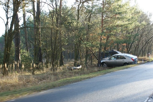 W okolicach skrzyżowania Lubniewice - Rogi kierująca nissanem uderzyła w drzewo