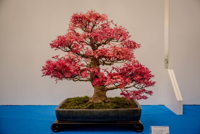 Piękne drzewko bonsai o czerwonych liściach