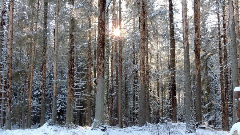 Ministerstwo: Polska realizuje wyrok TSUE. Przyrodnicy: To nie ochrona, a dalsza wycinka Puszczy (zdjęcia)