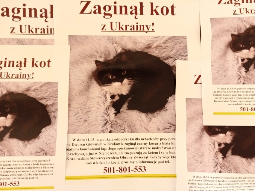 Kraków. Kot uchodźców, który zaginął na dworcu i odnalazł po czterech dniach, jest już u właścicieli. Filmowa historia