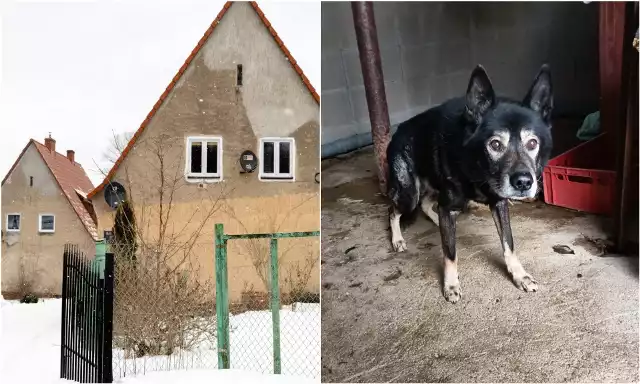 Do dramatu doszło na Gliniku Starym w Wałbrzychu. Samotna, 79-letnia kobieta zmarła. Psy które z nią mieszkały po kilku dniach od śmierci swojej "pani" zaczęła ją zjadać. Koszmar przerwał mężczyzna, który dostarczał pod wskazany adres przesyłkę. Co teraz czeka dwa czworonogi?