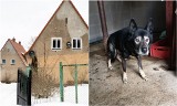 Psy zaczynały zjadać swoją właścicielkę, która zmarła. Koszmar na Dolnym Śląsku [ZDJĘCIA]