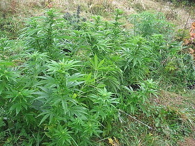 Zlikwidowna plantacja marihuany