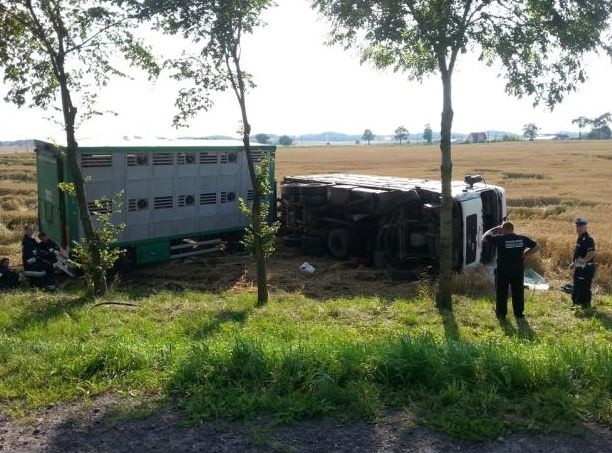 W przyczepach transportowanych było około 80 świń, prawie...