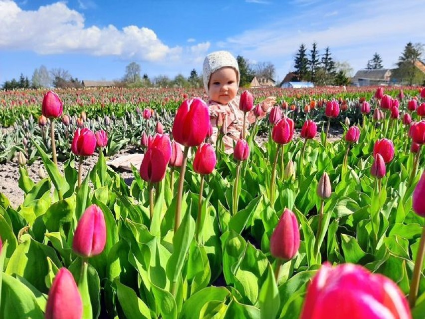 Na polu w Cedrach Wielkich wyrosło pole tulipanów. Można...