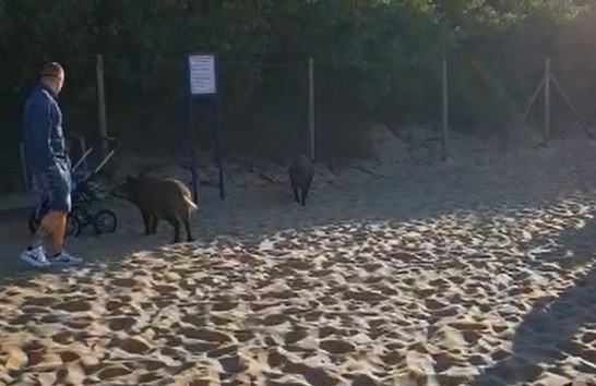 Dziki na plaży w Brzeźnie 7.07.2020. Mieszkaniec Gdańska nagrał, jak "spacerują" pomiędzy odpoczywającymi ludźmi