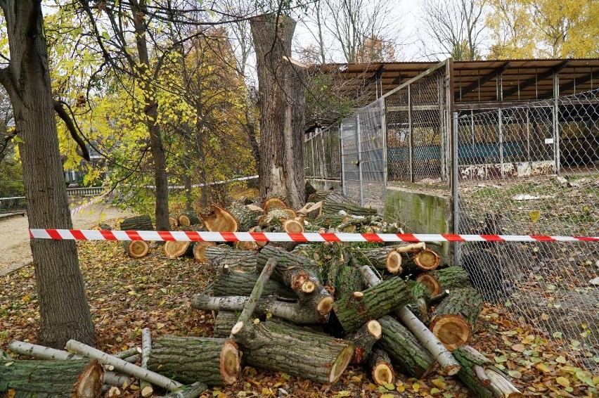 W parku Wilsona w Poznaniu przy placu zabaw wycięte zostały...