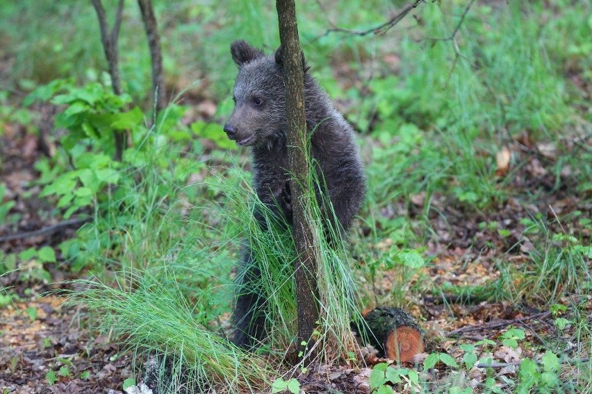 Zoo Poznań: Niedźwiedzica Cisna debiutuje na wybiegu