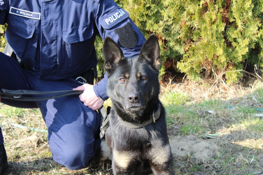 Funkcjonariuszka policji na czterech łapach. Nowa policjantka w Łasku ZDJĘCIA