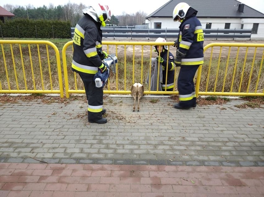Do uwolnienia zwierzęcia strażacy OSP w Solcu Kujawskim...