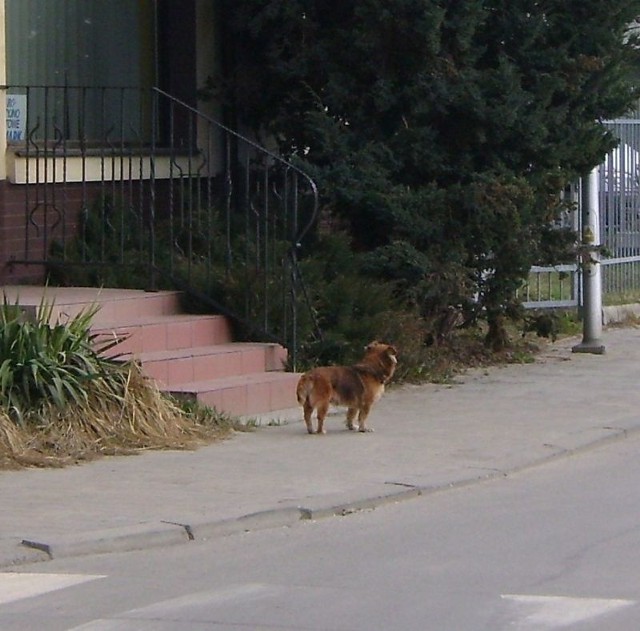 Liczba zwierząt porzuconych w Ostrowcu zwiększa się w czasie dni targowych - w czwartki i soboty.