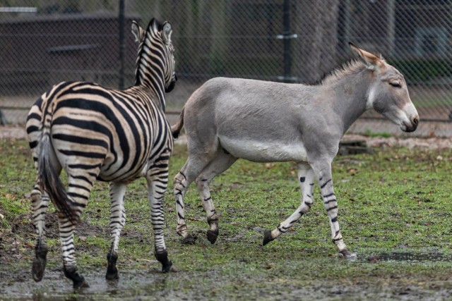 Wyjątkowo rzadki okaz - osiołek somalijski o imieniu Filipo zamieszkał niedawno w zoo w Myślęcinku. To będą jego pierwsze święta w nowym miejscu. Sprawdziliśmy też, jak święta będą wyglądały w bydgoskim Ogrodzie Zoologicznym.