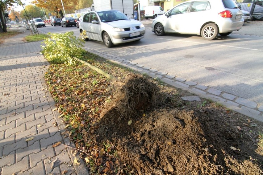 Wymiana drzew przy ul. Głównej