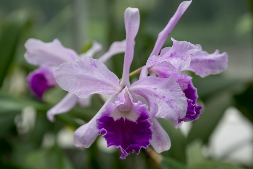 Ogród Botaniczny zaprasza do „Holenderki”. Czeka tam największa w Polsce kolekcja storczyków ZDJĘCIA