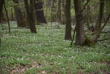 Białe dywany królują w lasach. Warto wybrać się nieco za miasto, aby zobaczyć tą oznakę wiosny [ZDJĘCIA]