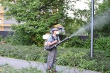 Toruń. Jak przebiegają opryski przeciwko meszkom i komarom?