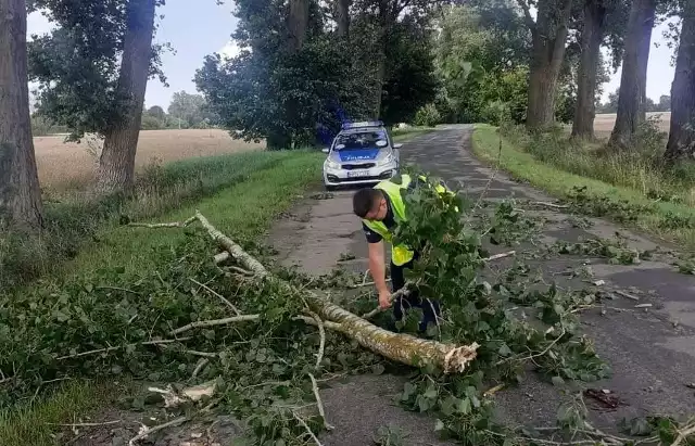 Policjanci z Nowego Dworu Gdańskiego usuwają powalone drzewo z drogi.