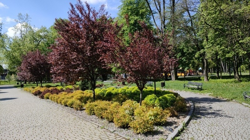 Park miejski w Wojkowicach powstał w 1962 roku. W ostatnich...