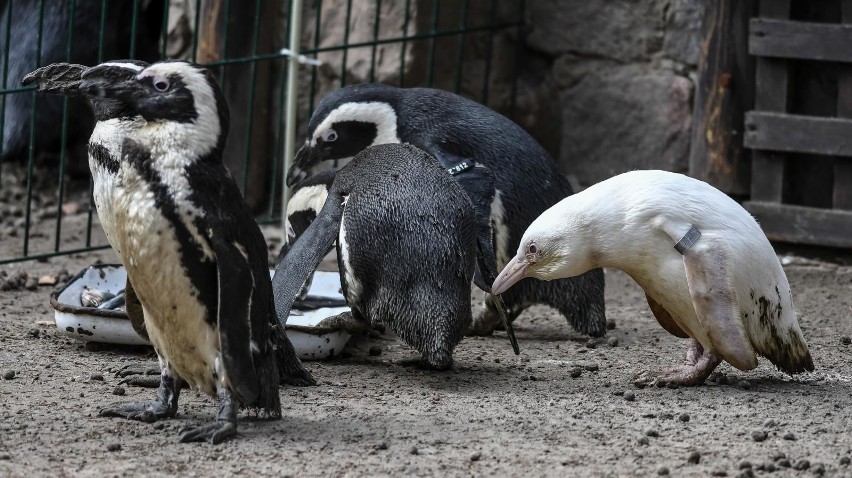 W gdańskim zoo urodził się pingwin albinos. To fenomen na...