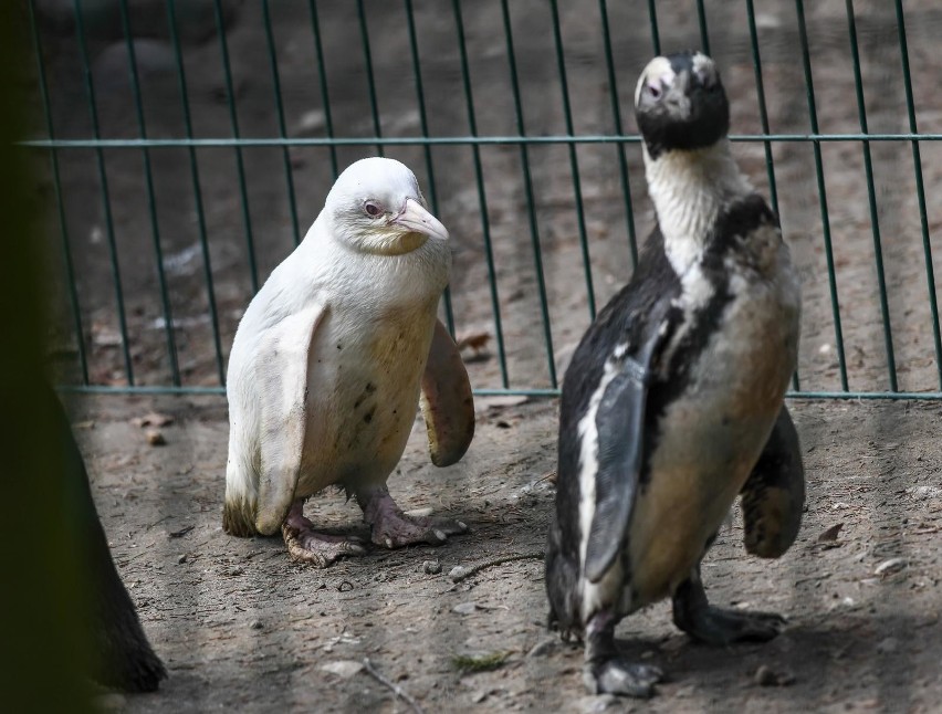 W gdańskim zoo urodził się pingwin albinos. To fenomen na...