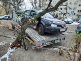 Drzewo runęło na lawetę z samochodem w Poznaniu. Interweniowali strażacy